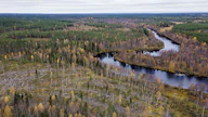 Metsäyhtiöiden lupaama 50 metrin suojavyöhyke raakkuesiintymien välittömässä läheisyydessä voi estää puukauppoja kokonaan. Kuvassa hakkuita Pudasjärvellä Livojoen varrella. Kuvan hakkuu ei liity juttuun.
