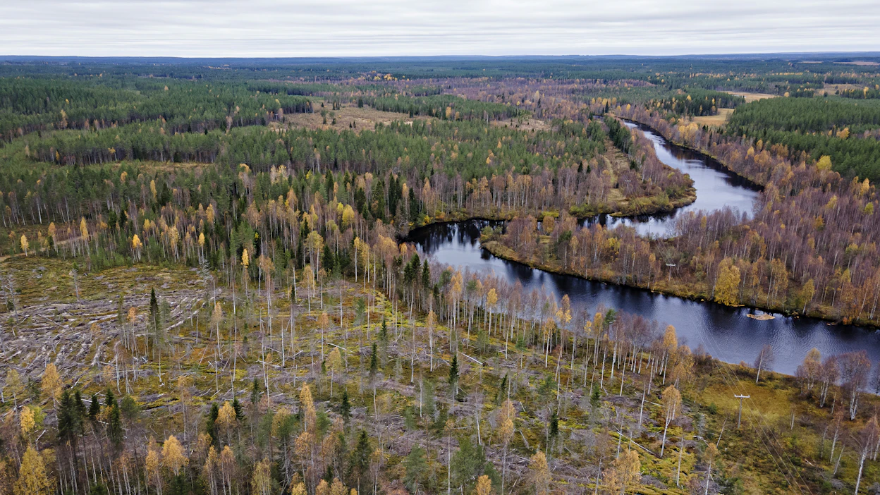 Metsäyhtiöiden lupaama 50 metrin suojavyöhyke raakkuesiintymien välittömässä läheisyydessä voi estää puukauppoja kokonaan. Kuvassa hakkuita Pudasjärvellä Livojoen varrella. Kuvan hakkuu ei liity juttuun.