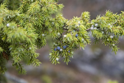 Katajaa on käytetty aikaisemmin monipuolisesti erilaisissa puutöissä ja mausteena. Suomen vanhimmat katajat ovat eläneet yli 1000-vuotisiksi.