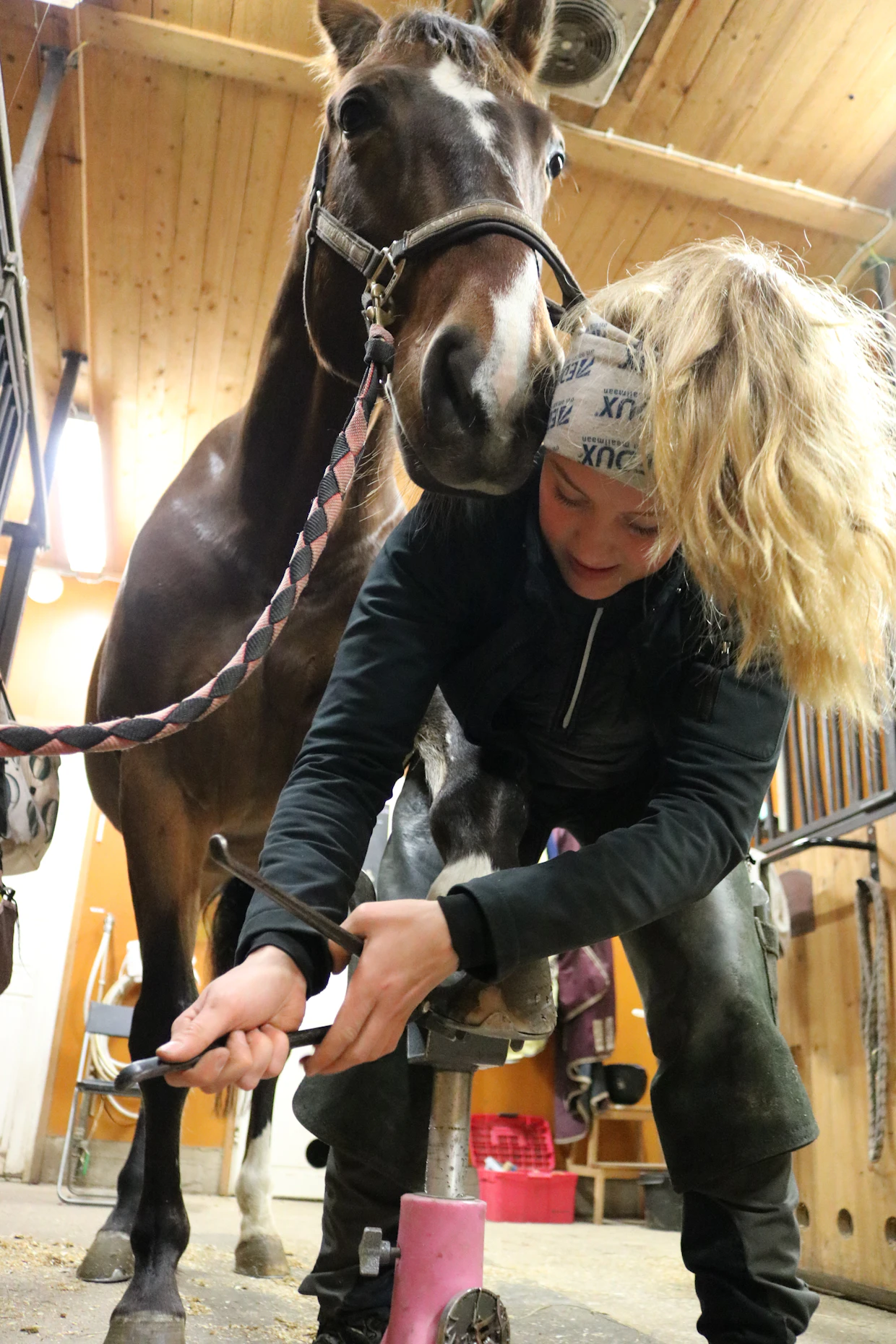 Riitta Mantereen omistama Romeo on Elina Hautalalle tuttu asiakas. ”Romeo on kengitettävänä todella ihanteellinen: rauhallinen ja rento”, Elina kehuu vuolaasti.