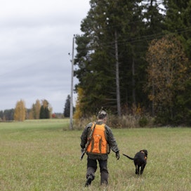Pertti Kärppä ja Jiippi saattavat käydä metsällä neljä kertaa viikossa. Tällä kertaa he pyytävät Sisä-Suomen metsästysseuran mailla Laukaassa.