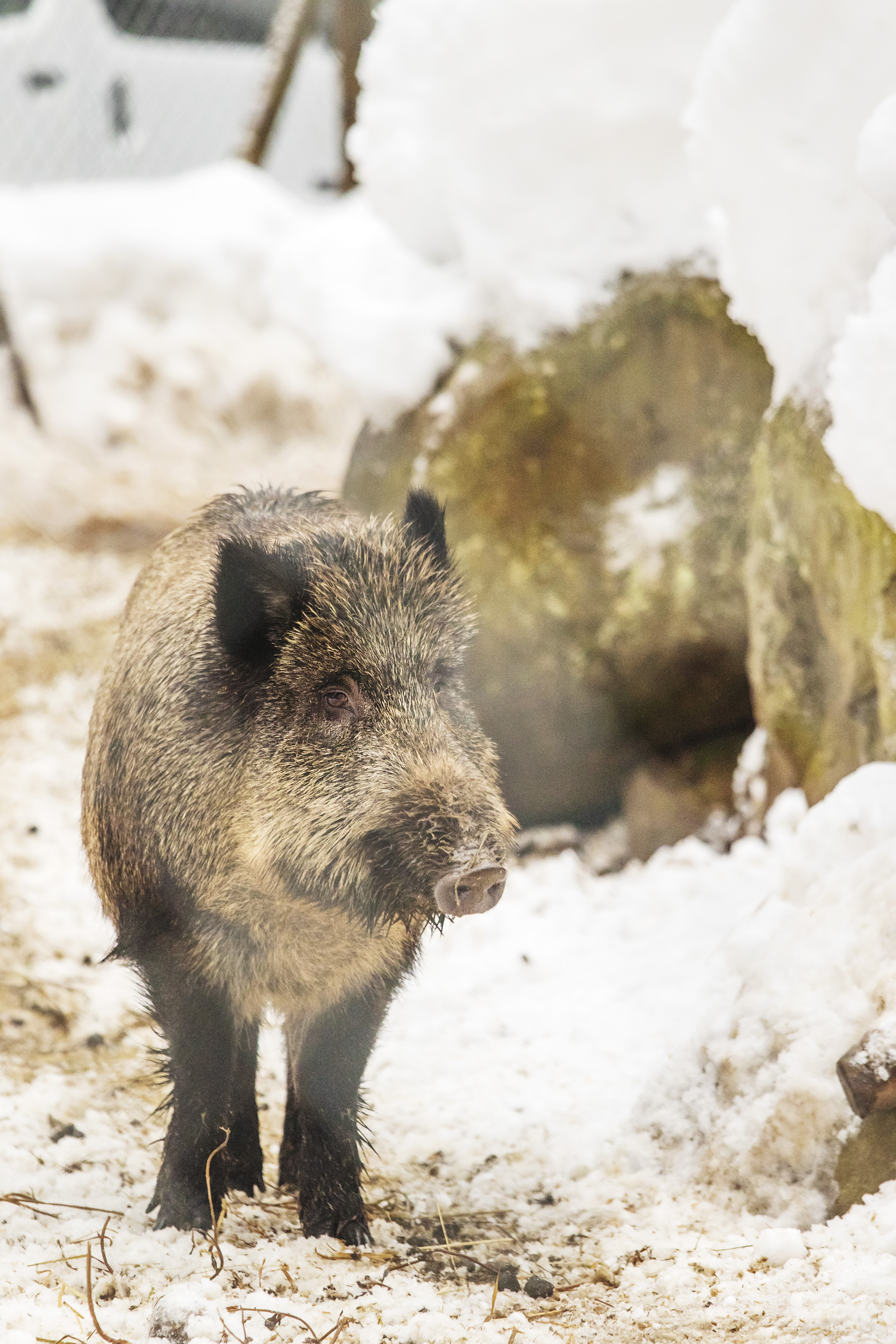 Suomalainen villisika joutuu liikkumaan laajemmalla alueella.