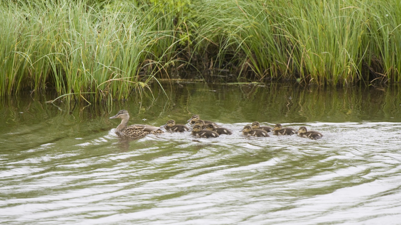 Turun yliopistossa on tarkasteltu vesilintuyhteisöjä 146 rakennetulla kosteikolla eri puolilla Suomea.