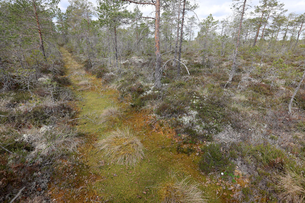 Ennallistetulla Omassuolla Eurassa on tukittu metsäojia.