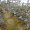 Ennallistetulla Omassuolla Eurassa on tukittu metsäojia.