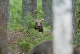 Karhun kannanhoidolliseen metsästykseen voi nyt hakea poikkeuslupia. Kuvituskuva.