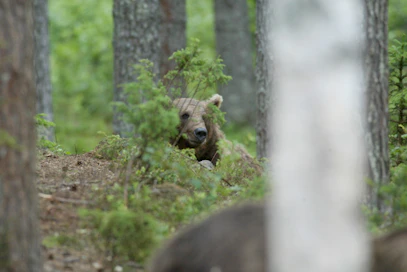 Karhun kannanhoidolliseen metsästykseen voi nyt hakea poikkeuslupia. Kuvituskuva.