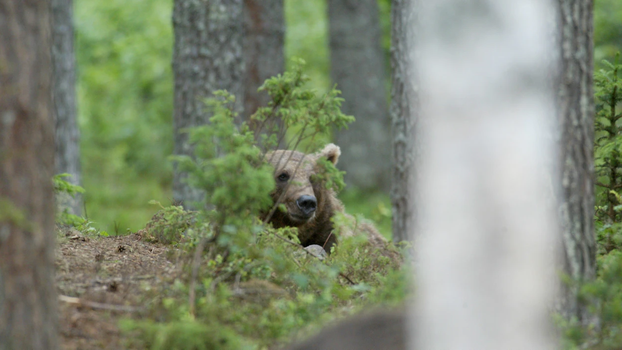 Karhun riepottelemien lampaiden omistajan mukaan peto ei tuntunut säikkyvän paikalle sattuneita ihmisiä. Kuvituskuva.