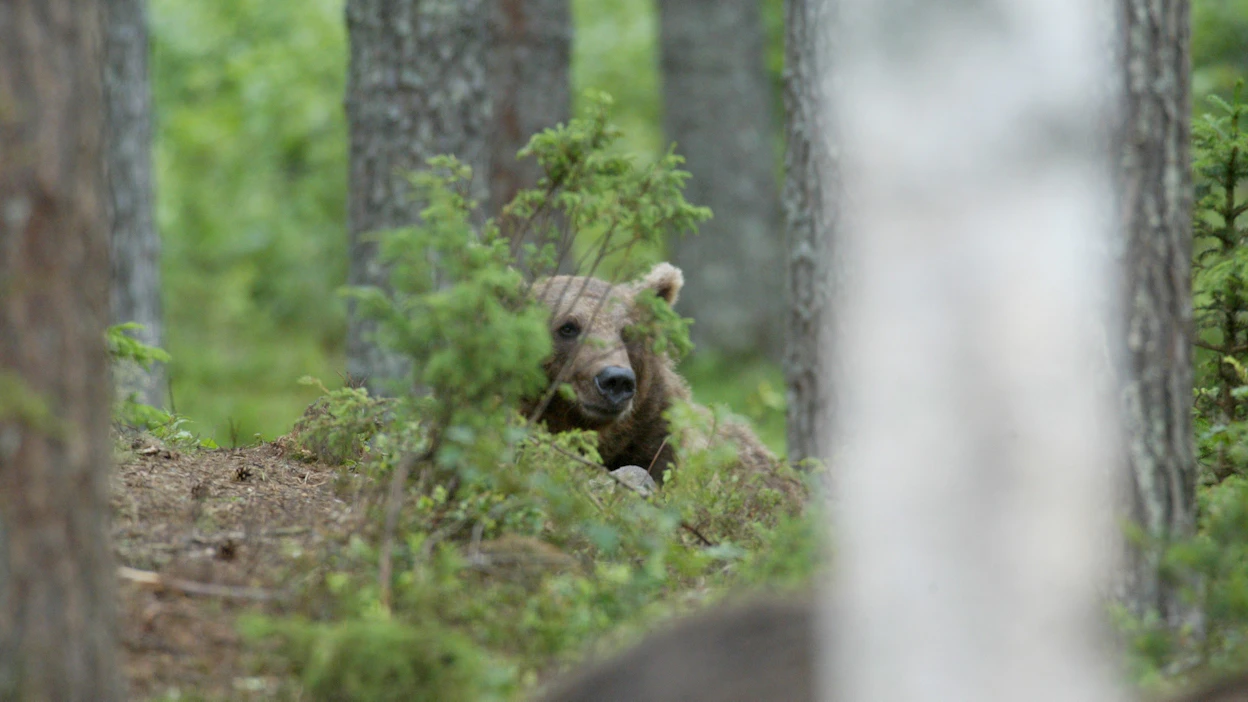 Yhä useammin on riskinä, että metsätöissä oleva kohtaa suurpedon, kirjoittaja toteaa. Kuvituskuva.