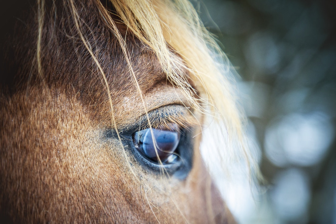 Miia Lahtinen kertoo kolumnissaan, että nameilla ja aivotyöllä pärjää hevosen kanssa monenlaisissa tilanteissa.