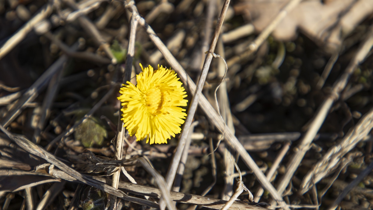 Kevät alkaa lämmetä.