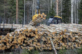 Koivukuitupuun hinta on noussut puutavaralajeista suhteellisesti eniten vuoden alusta.