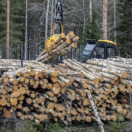 Koivukuitupuun hinta on noussut puutavaralajeista suhteellisesti eniten vuoden alusta.