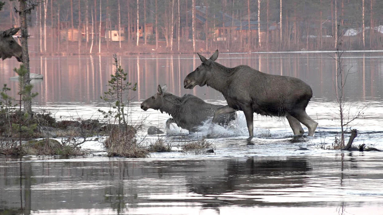 Hirvet siirtyvät keväällä kesälaitumille. Keskimäärin hirven kevätvaelluksen pituus on 30 kilometriä.