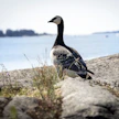 Suomen kautta muuttaa vuosittain noin 1,7 miljoonaa valkoposkihanhea.