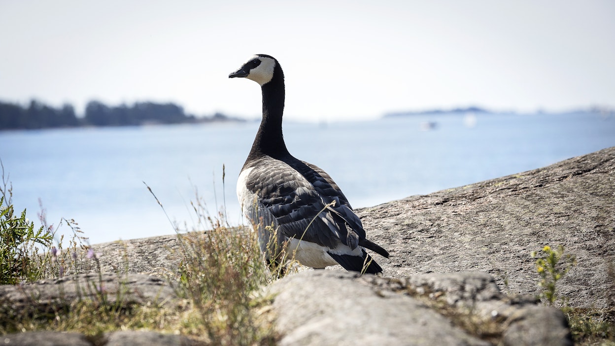 Suomen kautta muuttaa vuosittain noin 1,7 miljoonaa valkoposkihanhea.