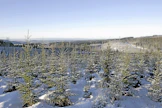 Yhdeltä istutetulta metsähehtaarilta voi saada jopa 10 250 euroa tuloa.