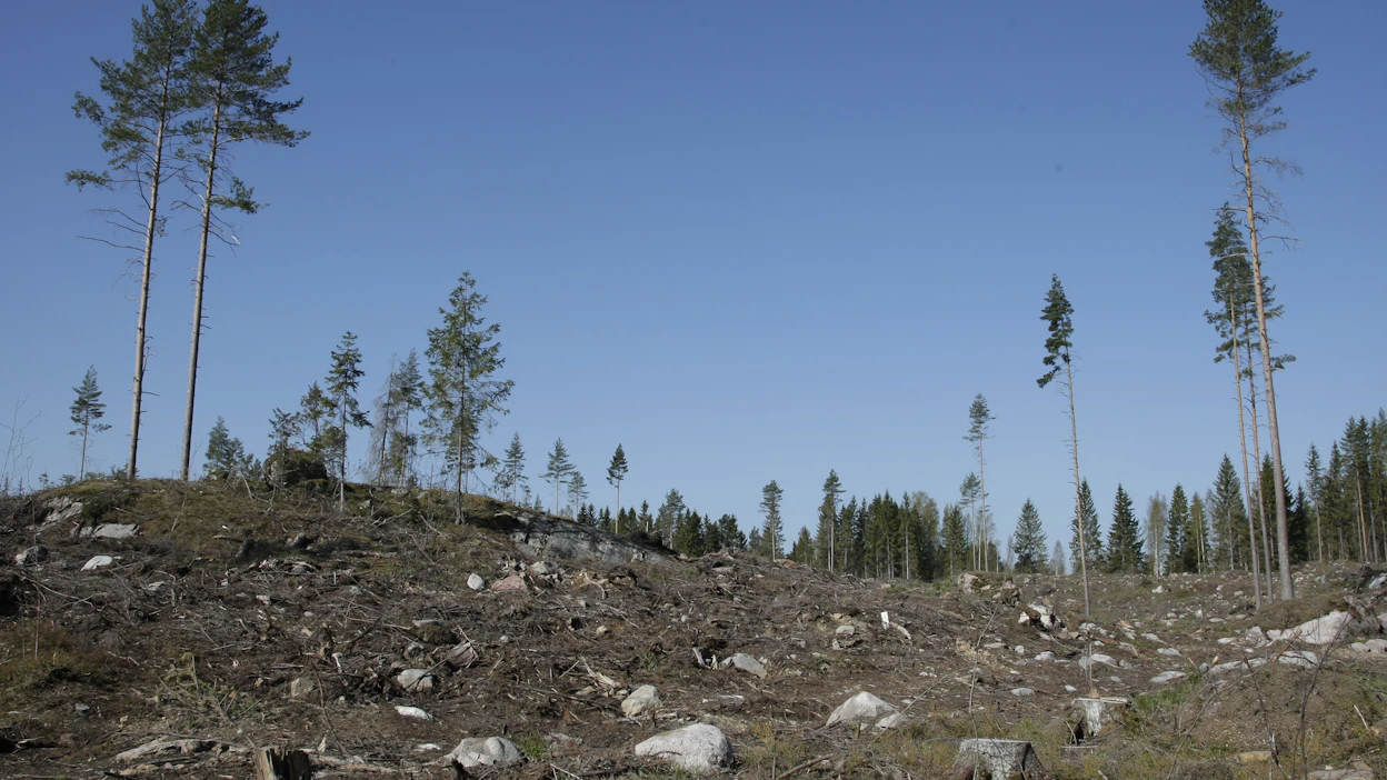Luontainen uudistaminen edellyttää sitä, että hakkuissa on jätetty laadukkaita siemenpuita, Kortejärvi muistuttaa.