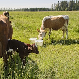 Laiduntava lehmä on lahja luonnon monimuotoisuudelle. 