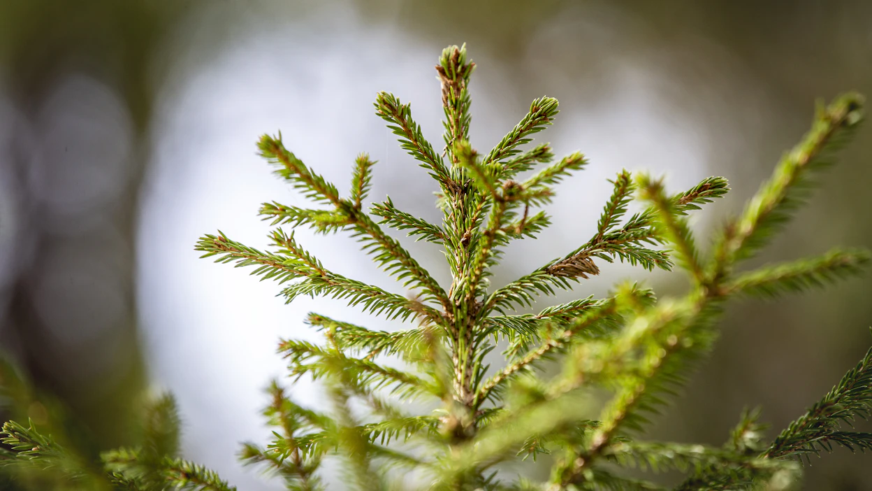 Metsävisan finaali on itse kilpailun lisäksi myös kaksipäiväinen opintomatka. Finalistit pääsevät vierailemaan muun muassa Helsingin yliopiston metsätieteiden osastolla.