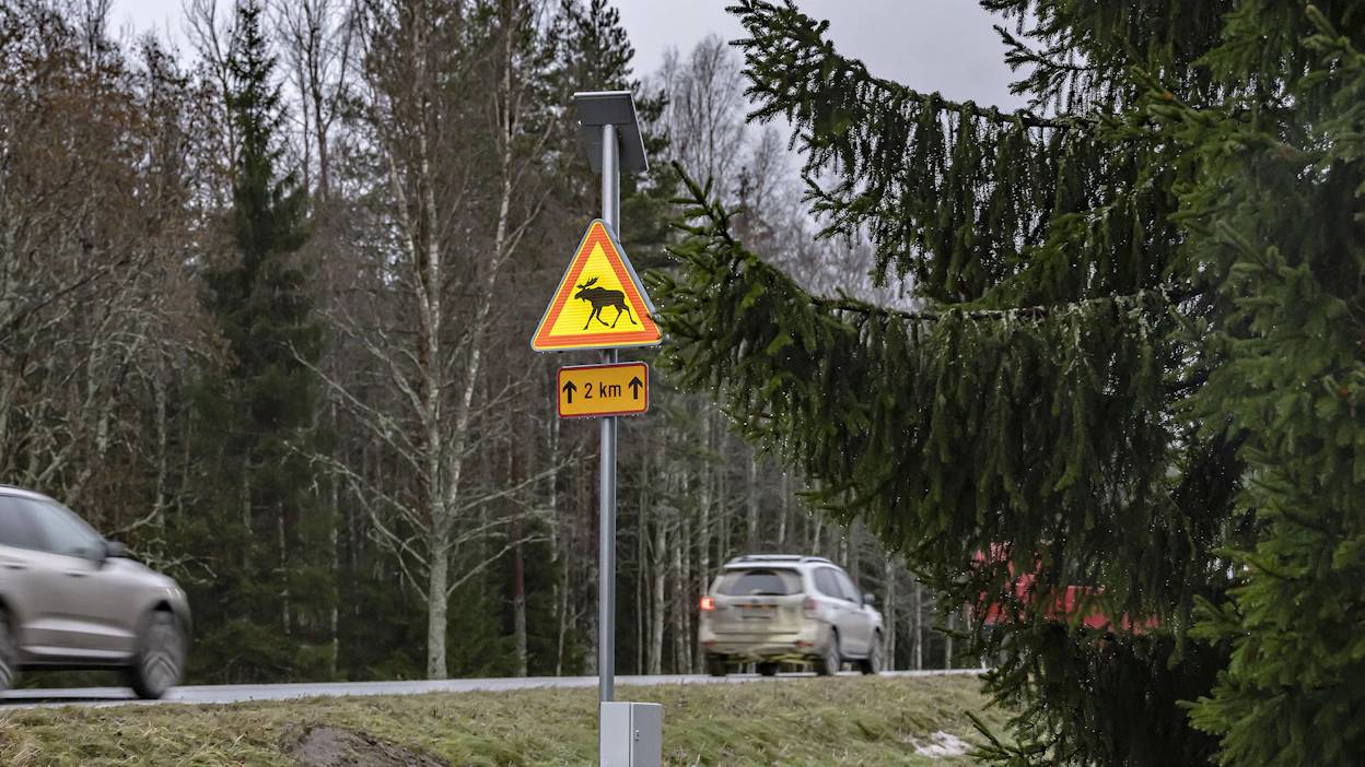 Valkoinen hirvi ei sännännyt tielle vauhdilla, mutta kolari olisi tullut ilman voimakasta jarrutusta. Kuva ei ole eläimen kohtaamispaikasta.