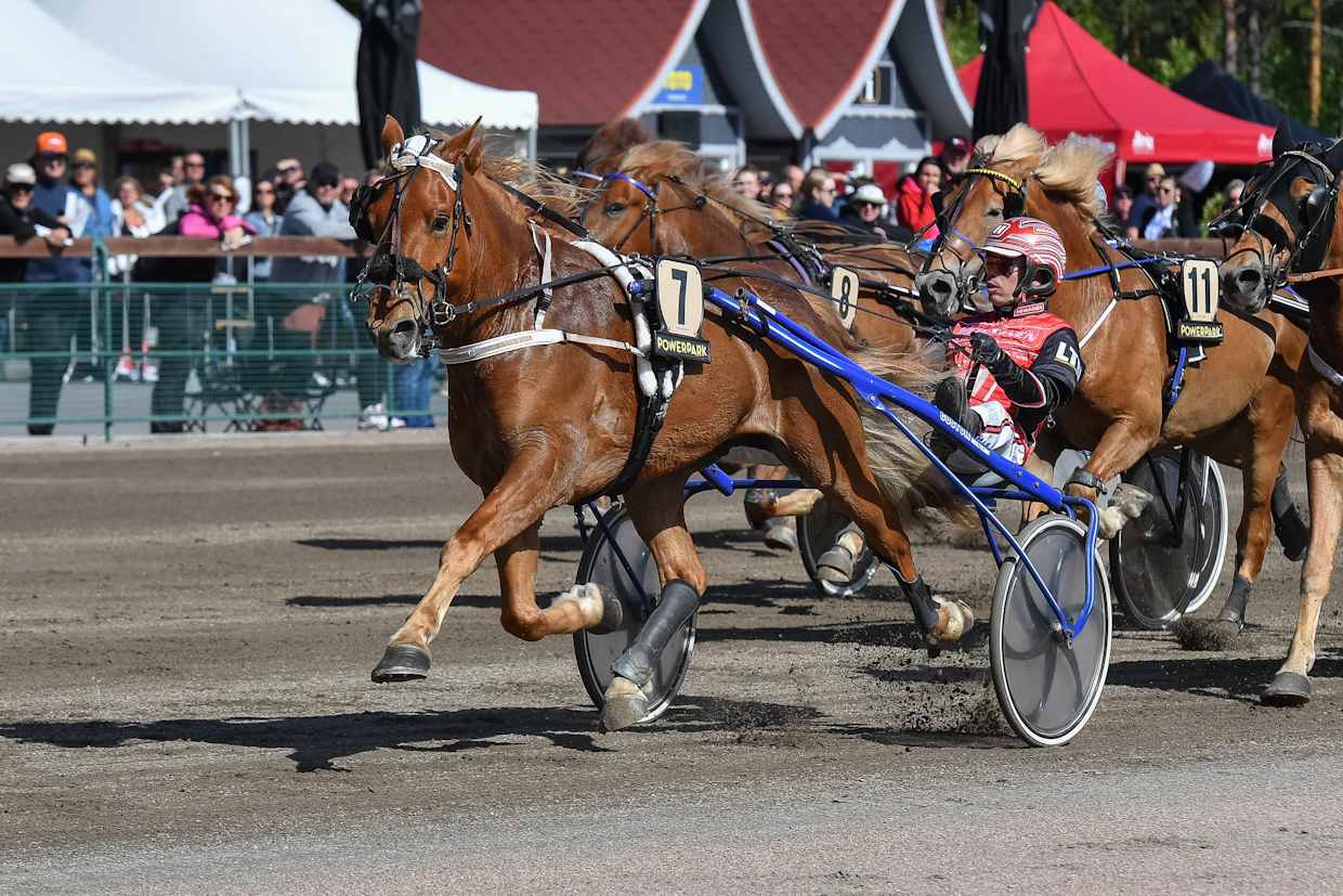 Taarin Tahti on nykyään Matti Juutilan valmennuksessa. Kahdeksanvuotias ruuna on kerännyt 18 startissa totosijat 3-6-0 ja 8 500 euron voittosumman.