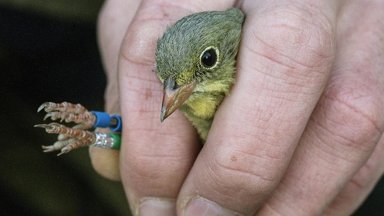 Peltosirkku talvehtii Afrikassa, jossa elinympäristöjen muutokset, kuten savannin muuttaminen pelloiksi ja karjan laidunnuksen lisääntyminen ovat oletettavasti heikentäneet niiden selviytymistä talven yli.