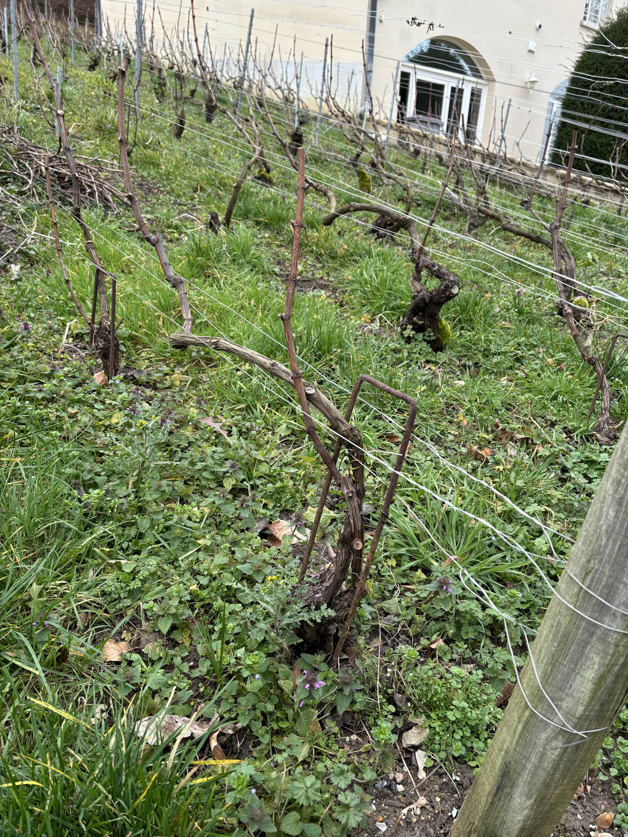 Viiniköynnökset leikataan vuosittain. Pääpiirteittäin samppanja valmistetaan kolmesta rypäleestä: Chardonnaysta, Pinot Noirista ja Pinot Meunierista