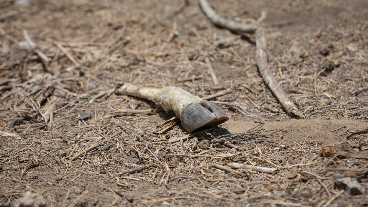 Neljä miljoonaa nautaa on kuollut Itä-Afrikan pitkittyneeseen kuivuuteen.