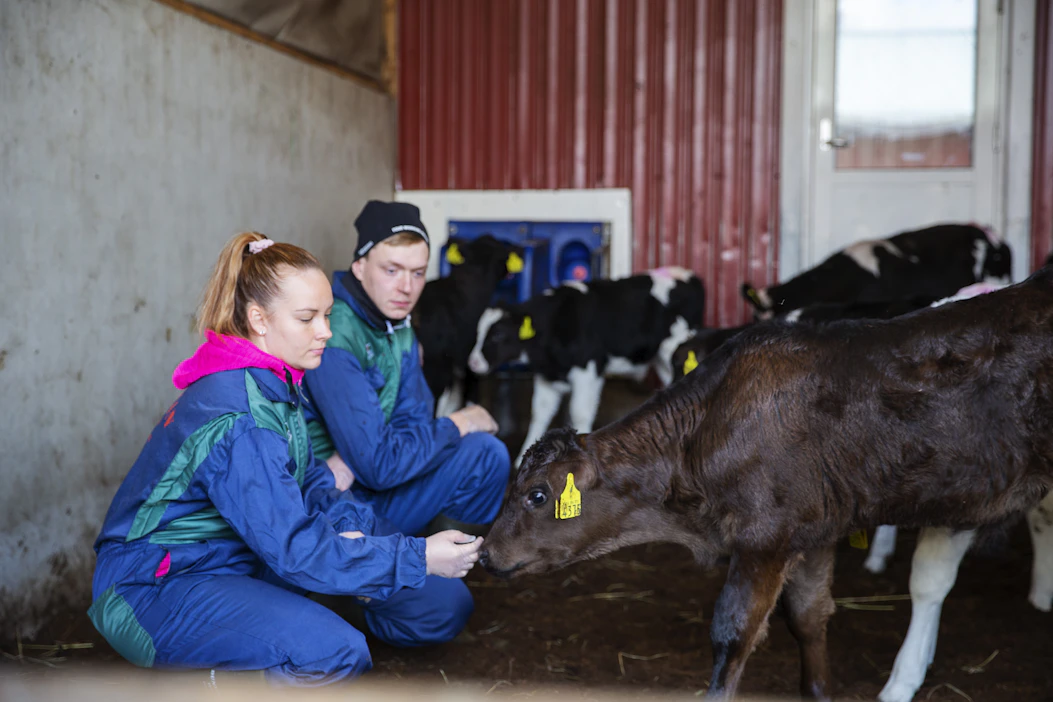 Noora Talvitie ja Saku Syväjärvi kasvattavat neljältä maitotilalta tulevat sonnivasikat. Jokainen vasikkaryhmä on erillään muista ryhmistä omassa karsinassaan.