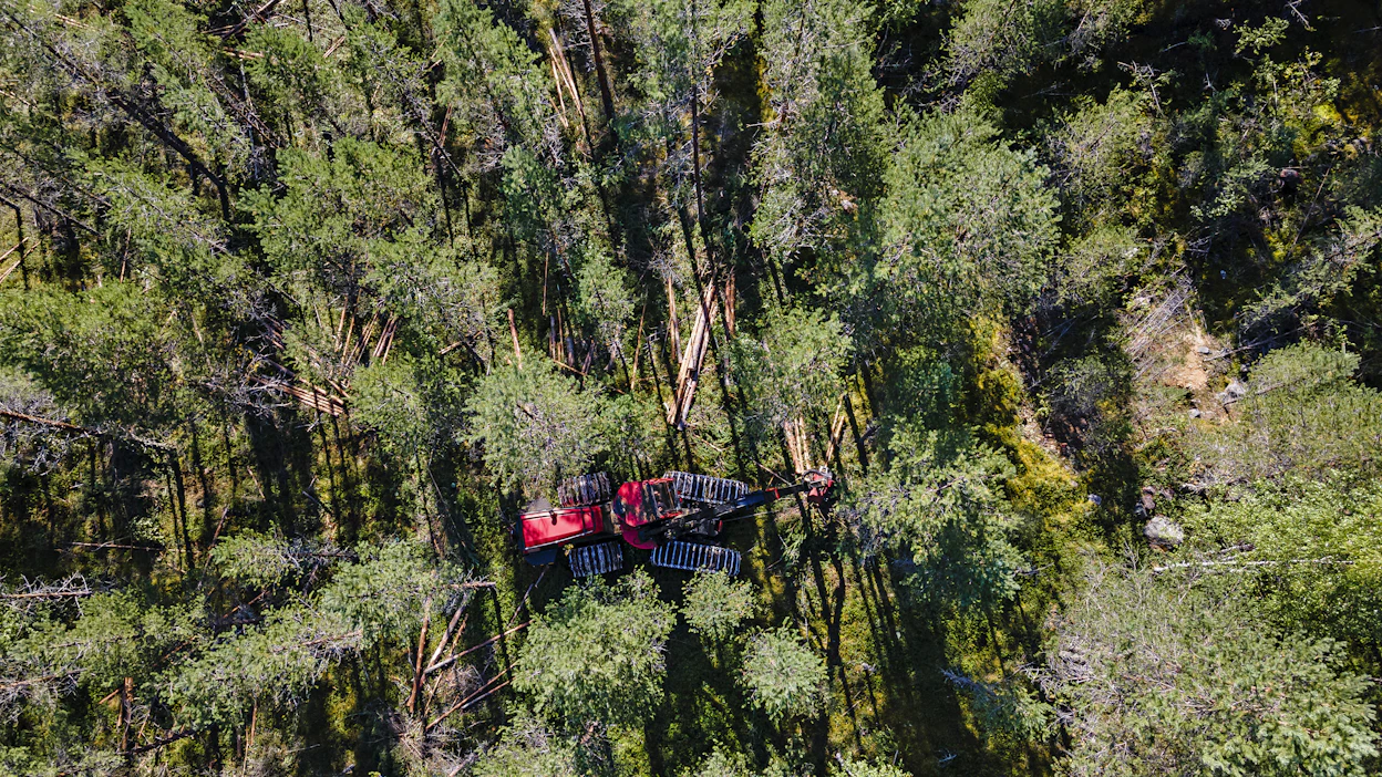 Kaikki metsätaloustyöt on kielletty afrikkalaisen sikaruton tartuntavyöhykkeellä tartuntavyöhykkeellä. Kuvituskuva.