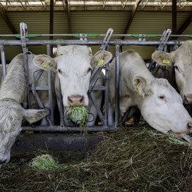 Kuivuus on vaivannut karjan kasvatusta tänä vuonna monin paikoin ympäri maailmaa.