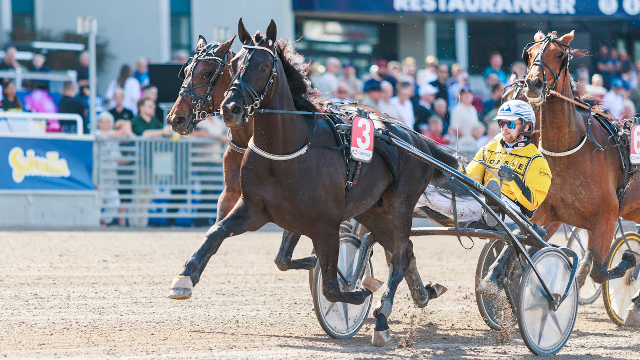 Magnus A Djuse ohjastaa Fine Mannersia Elitloppet-karsinnassa.