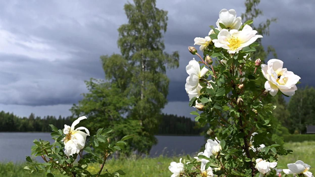 Ilmatieteen laitoksen mukaan helteitä ei ole odotettavissa juhannusaattona missään päin maata. LEHTIKUVA / Heikki Saukkomaa.