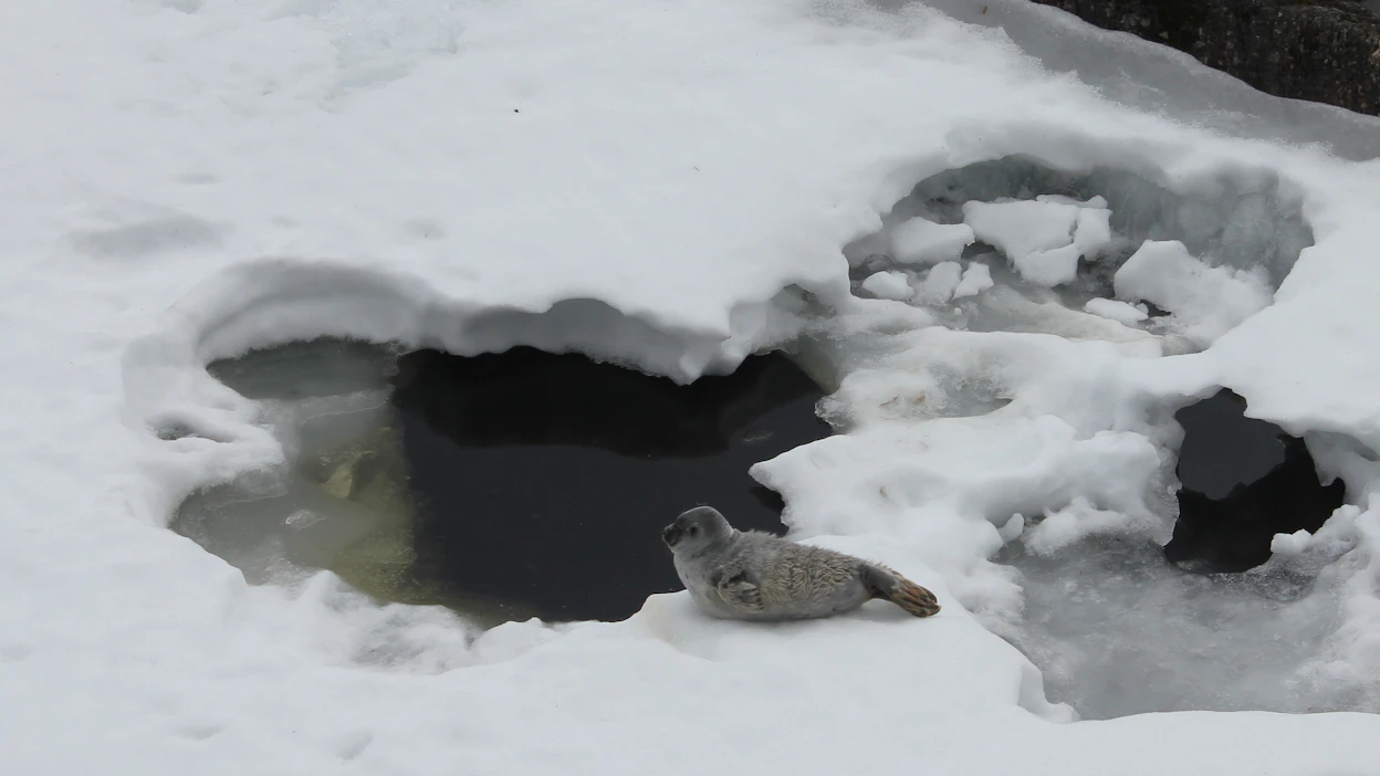 Saimaannorppa on herkimmillään häiriölle kevättalvella, kun emot etsivät sopivaa pesäpaikkaa, synnyttävät ja imettävät kuutteja rantakinoksiin kaivamissaan pesissä.