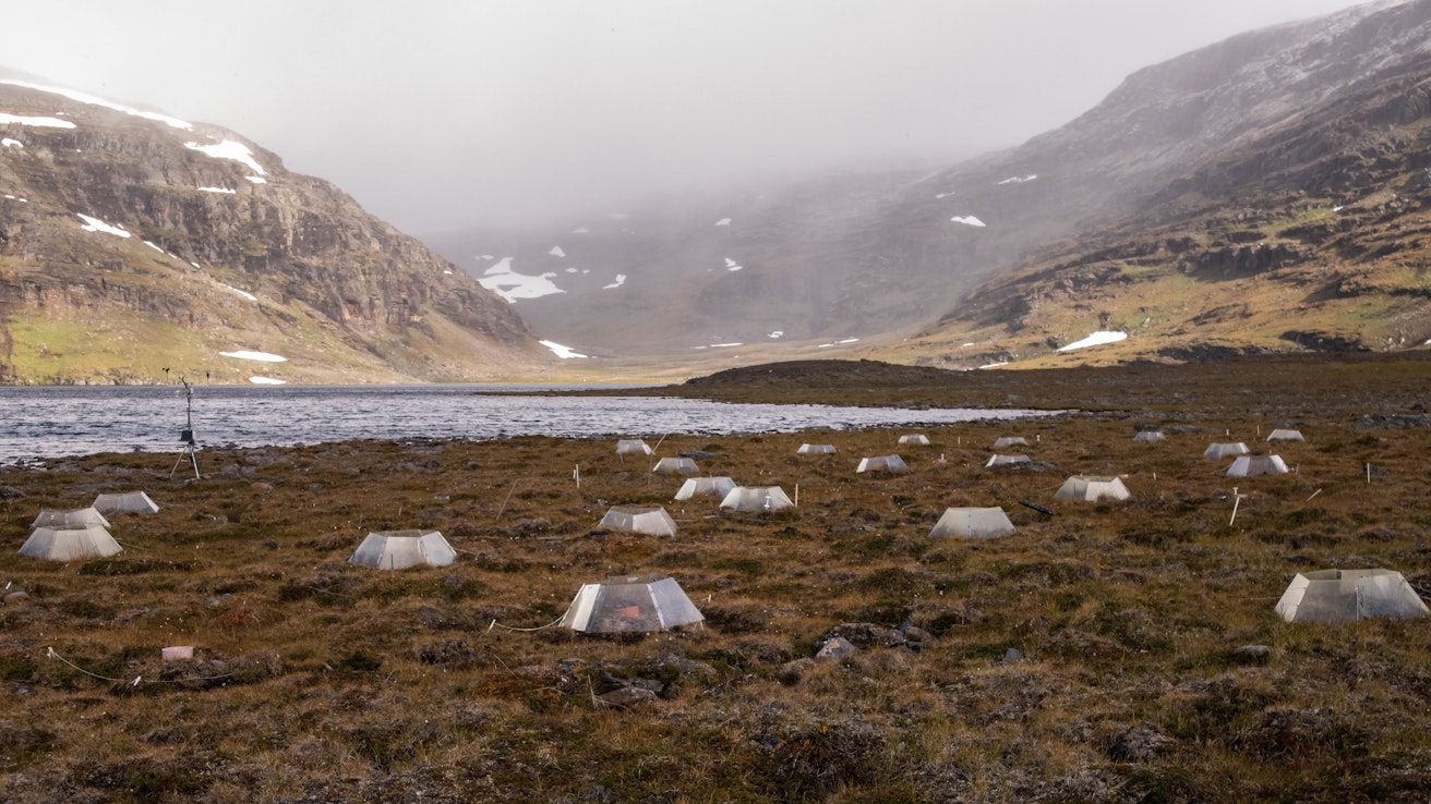 Kammioilla tutkitaan ilmaston lämpenemisen vaikutuksia ekosysteemeihin tundra-alueilla. Kuva Latnjajauresta Ruotsista. 