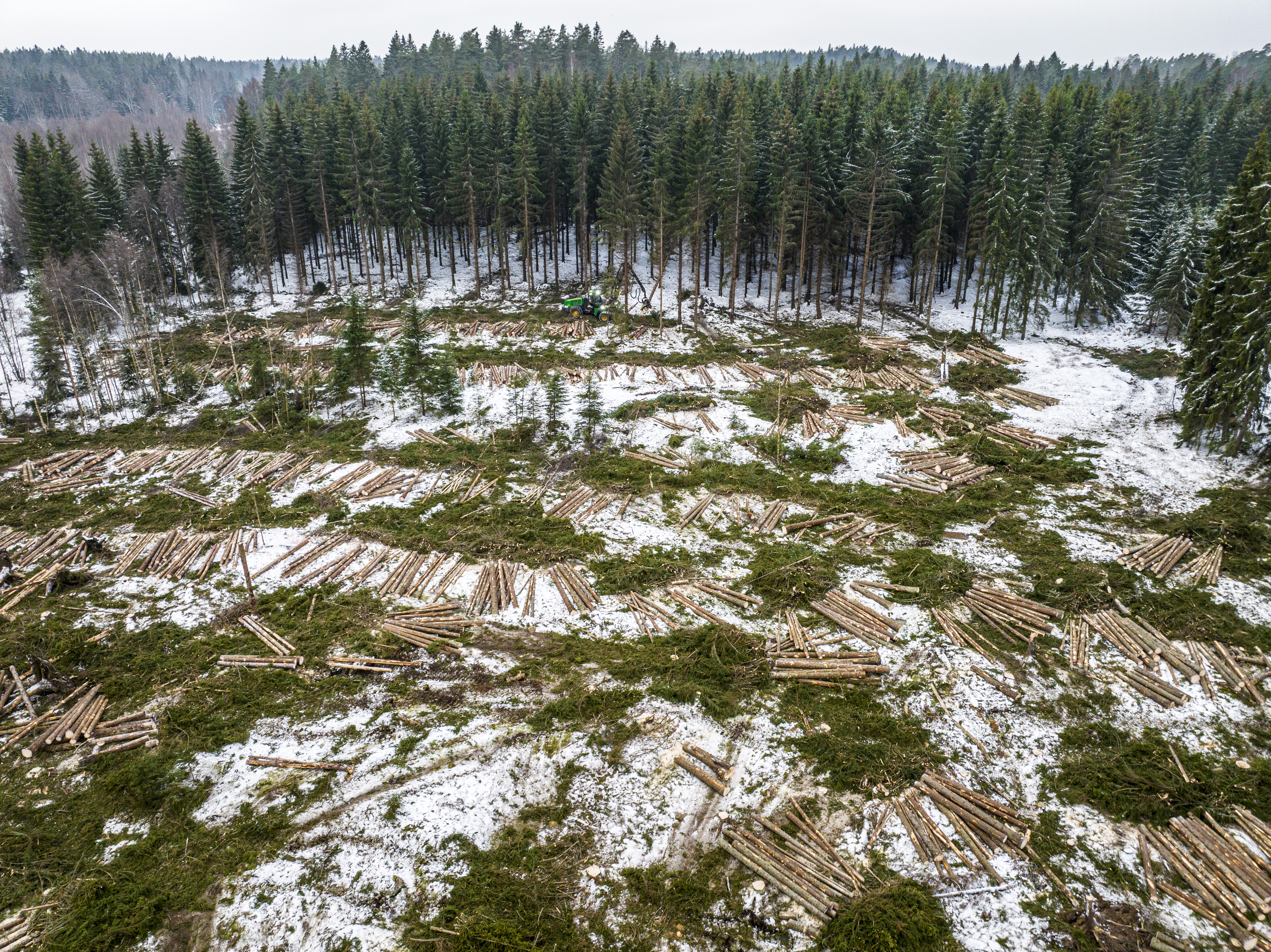 WWF:n Riskikartalla Suomen Metsät Hupenevat Yhtä Hälyttävää Vauhtia ...