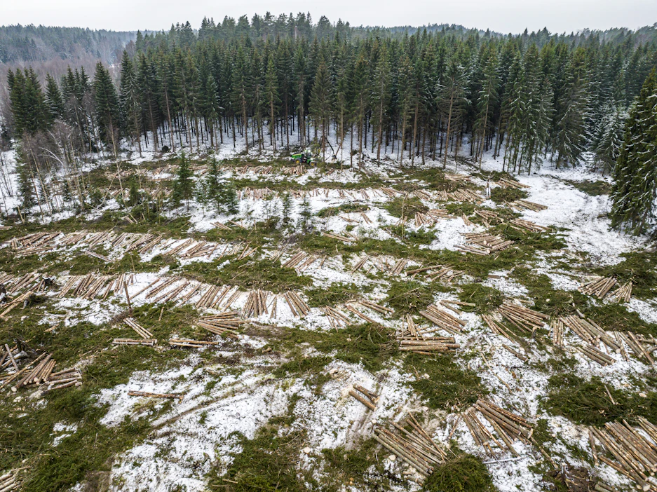 WWF:n metsien latvuspeittävyydestä kertova indikaattori sisältää vuonna 2020 tai sen jälkeen toteutuneet avohakkuut.