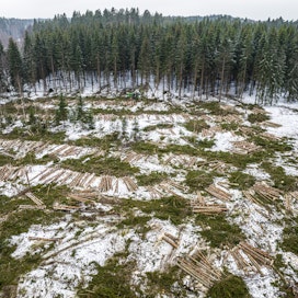 WWF:n metsien latvuspeittävyydestä kertova indikaattori sisältää vuonna 2020 tai sen jälkeen toteutuneet avohakkuut.