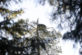 Suomen metsäsäätiö toivoo apuraharahakemuksia muun muassa tutkimushankkeista, jotka selvittävät linnuston ja metsätalouden yhteensovittamista.