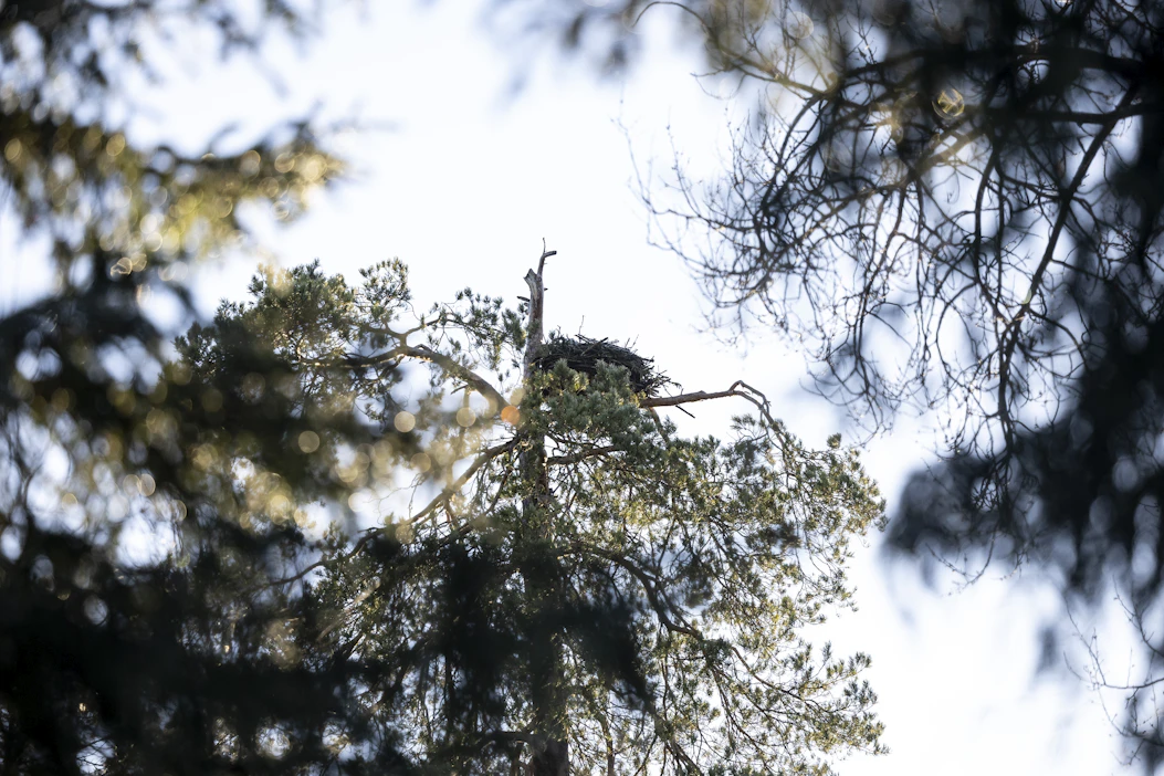 Suomen metsäsäätiö toivoo apuraharahakemuksia muun muassa tutkimushankkeista, jotka selvittävät linnuston ja metsätalouden yhteensovittamista.