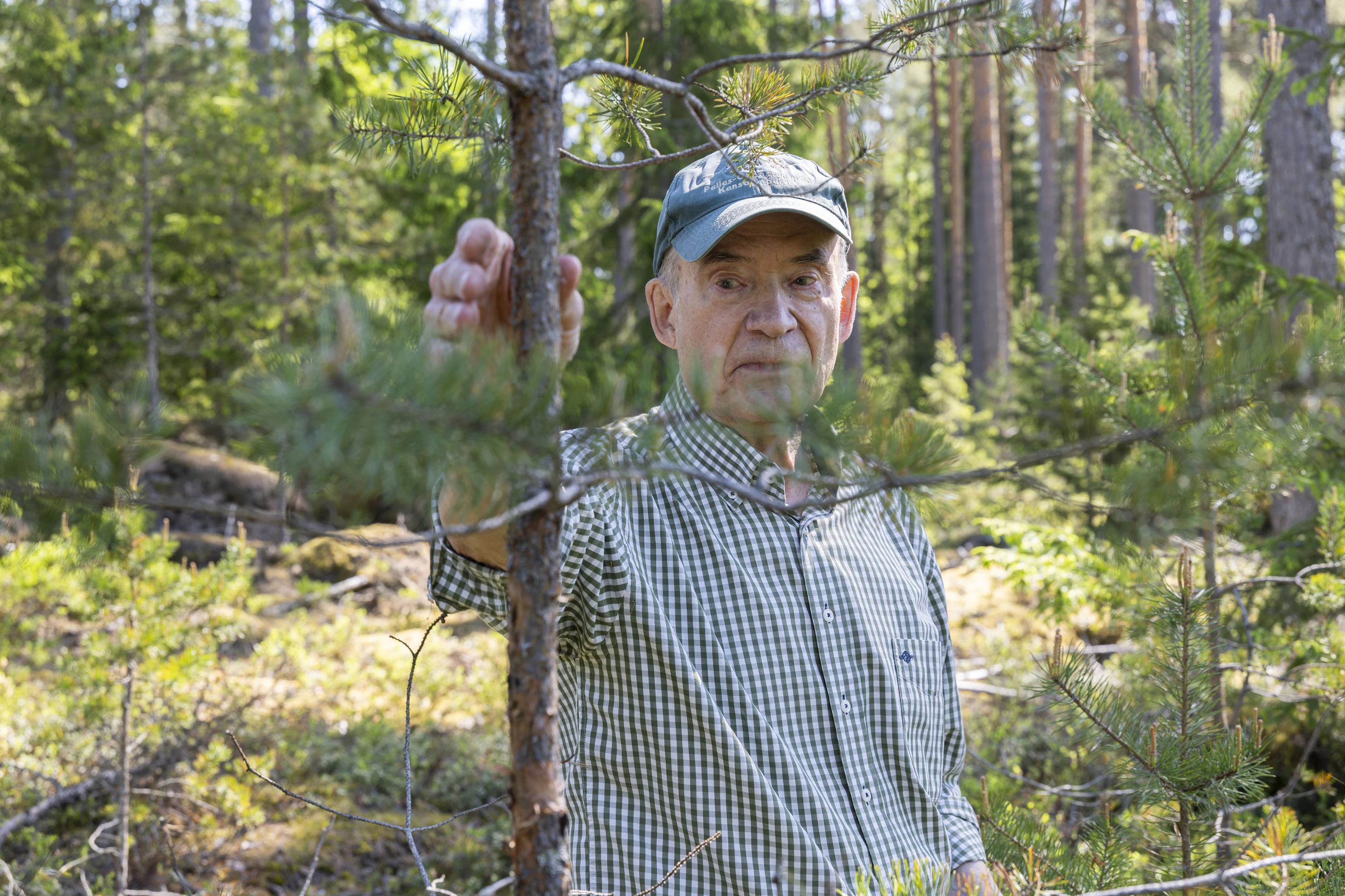 Taimikon tiheys vaikuttaa puuaineksen laatuun, Yrjö Norokorpi opastaa. Siemenpuuston alla varttunut mänty on kasvattanut ohuet oksat.