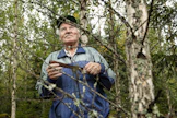 Risto Välilän istuttama MT:n seurantakoivikko tuntuu jo oikealta metsältä, eikä vain taimikolta.