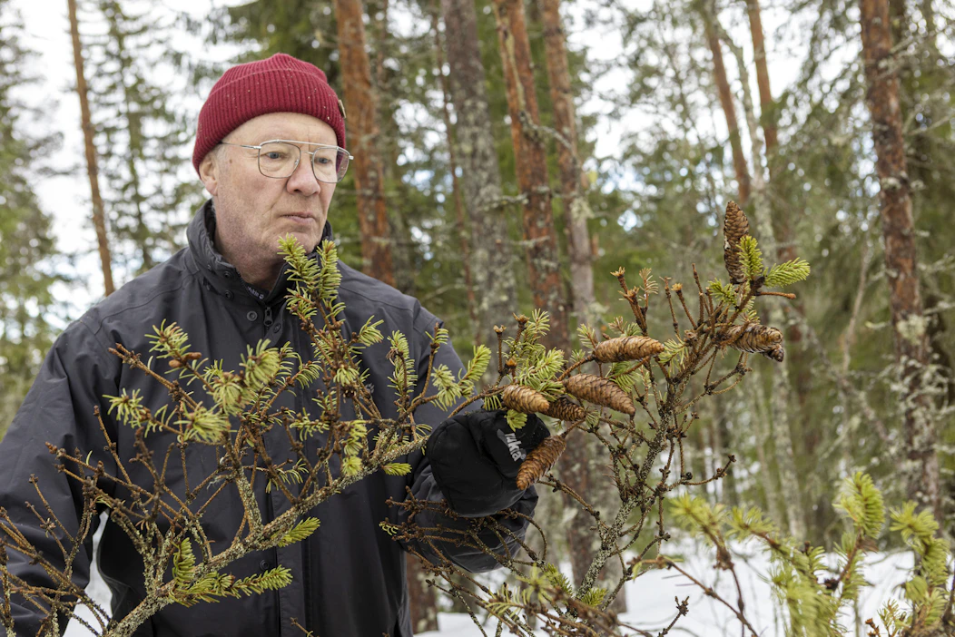 Metsäkeskuksen asiantuntija Yrjö Niskanen löysi tervolaisessa kuusikossa jälkiä sekä aitomonikirjaajasta että kuusentähtikirjaajasta.