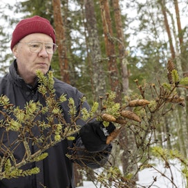 Metsäkeskuksen asiantuntija Yrjö Niskanen löysi tervolaisessa kuusikossa jälkiä sekä aitomonikirjaajasta että kuusentähtikirjaajasta.