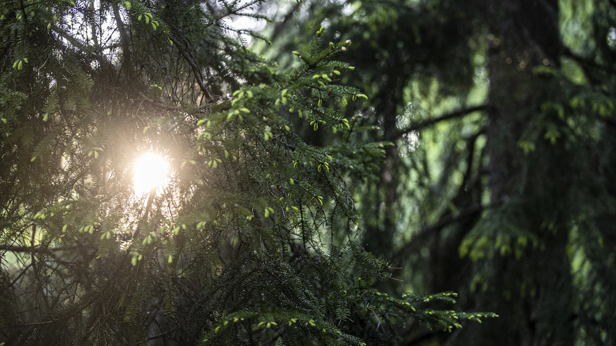 ”Tärkeintä on jatkaa metsätaloutta niin, että metsät pysyvät mahdollisimman hyväkasvuisina ja terveinä”, kirjoittaa Petri Kortejärvi.