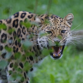 Korkeasaaren eläintarhassa asuva 17-vuotias Luca on erittäin uhanalainen amurinleopardi. Luonnossa tätä maailman harvinaisinta kissapetoa tavataan ainoastaan Venäjän Kaukoidässä.