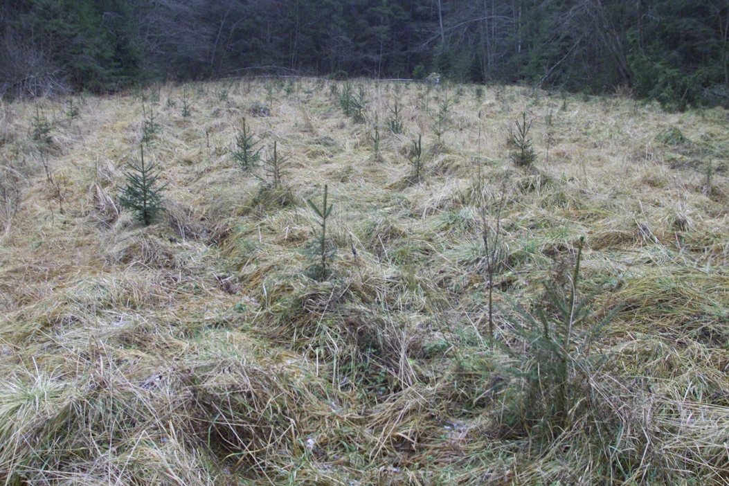 Alle hehtaarin kokoinen metsään rajautuva pelto voi soveltua metsitettäväksi tuen avulla.