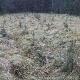 Alle hehtaarin kokoinen metsään rajautuva pelto voi soveltua metsitettäväksi tuen avulla.