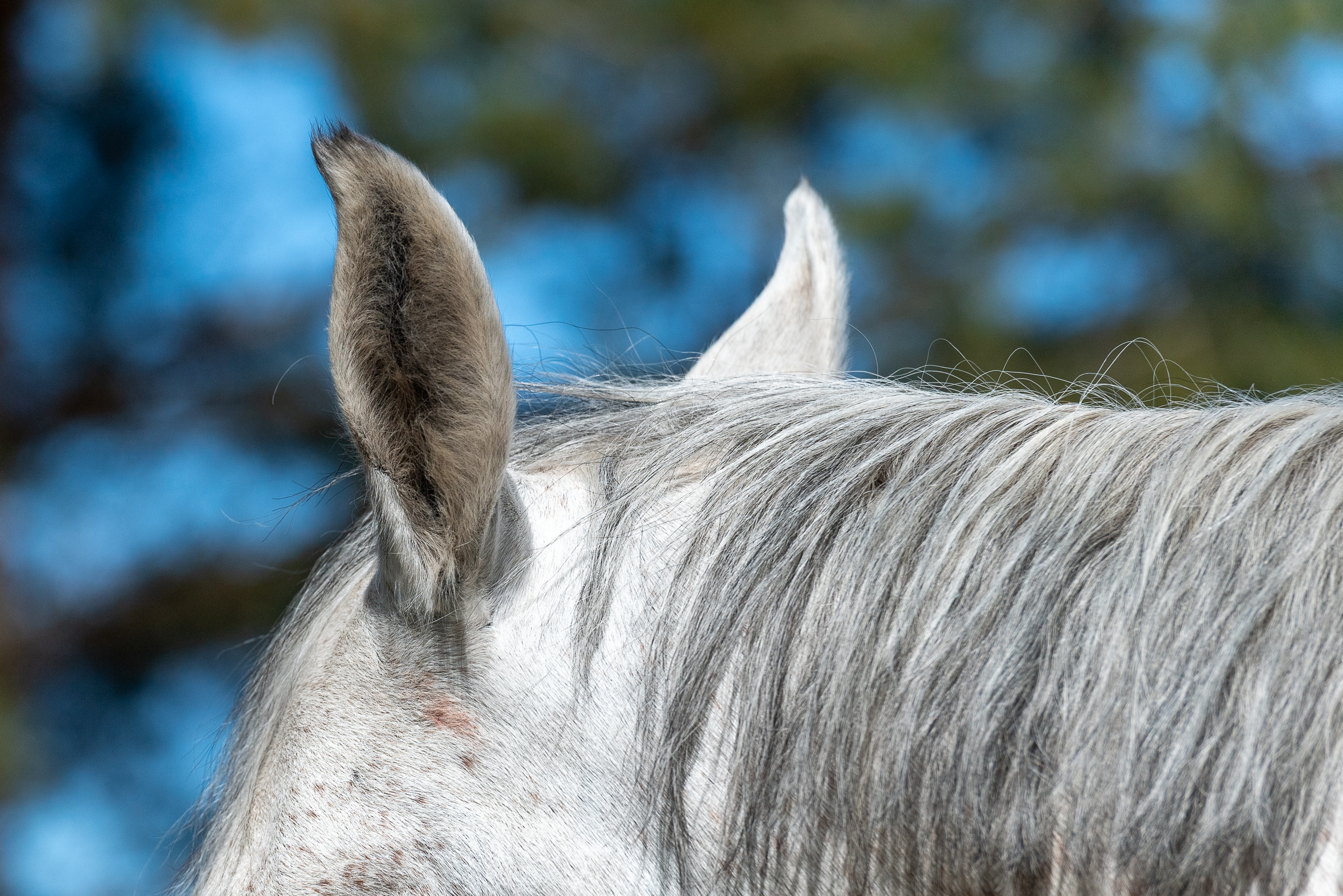 Molempien munasarjojen poistamisella eli tamman sterilisaatiolla oli positiivinen vaikutus käyttäytymisongelmiin saksalaistutkimuksessa. Tammaraivo laantui 85 prosentilla tammoista. Kuvituskuva.
